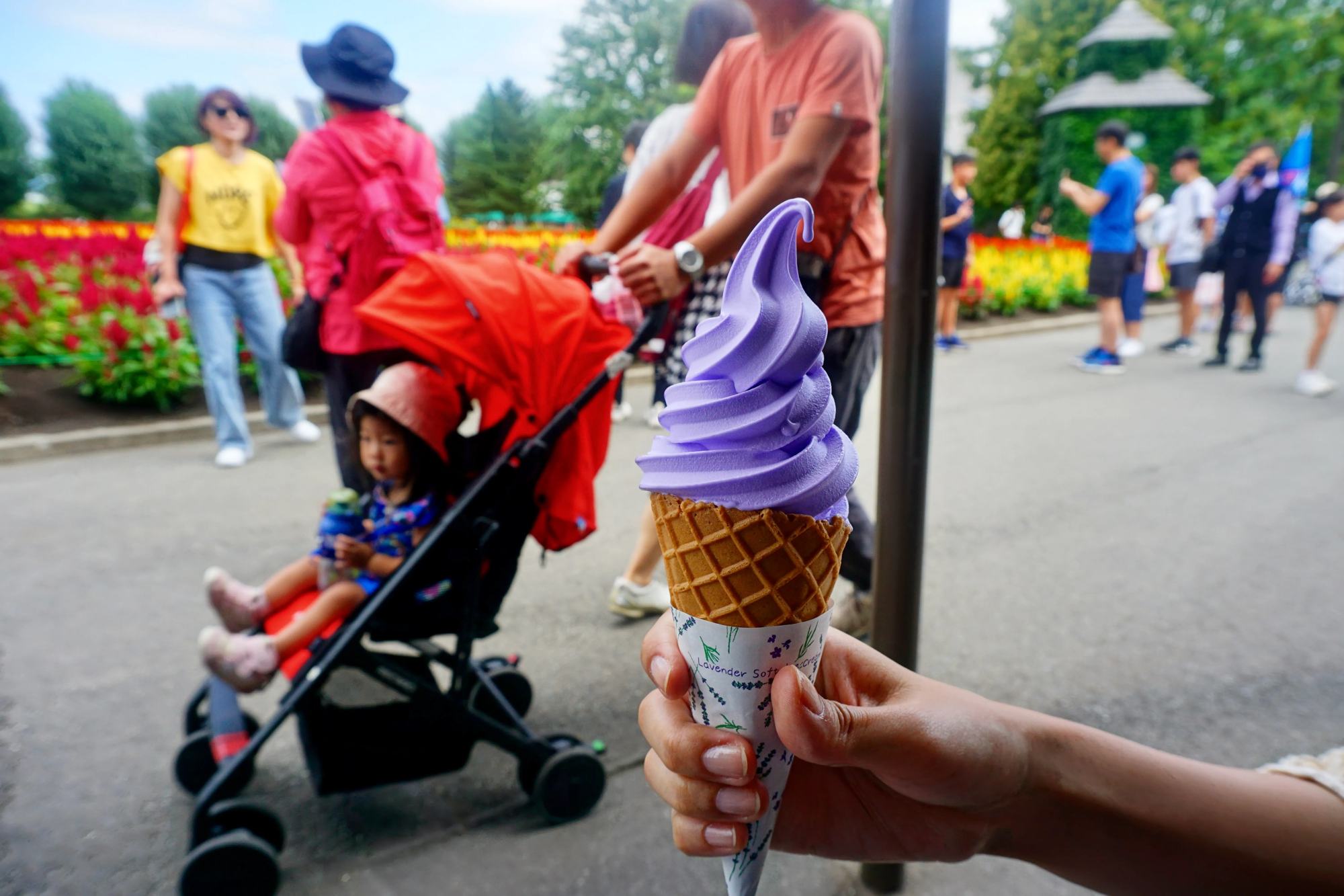 Lavender soft-serve held against a tulip-lined path